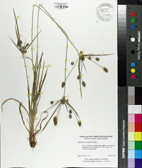 Cyperus retrorsus image