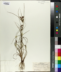 Cyperus retrorsus image