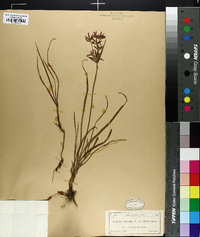 Cyperus rotundus image