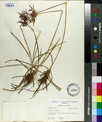 Cyperus rotundus image