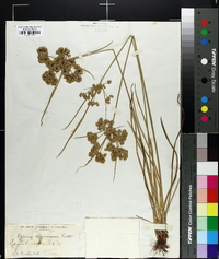 Cyperus surinamensis image