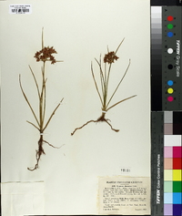 Cyperus dentatus image