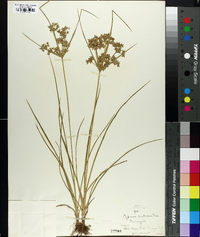 Cyperus dentatus image