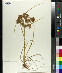 Cyperus dentatus image