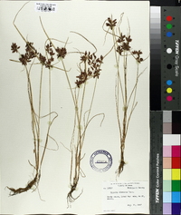 Cyperus diandrus image