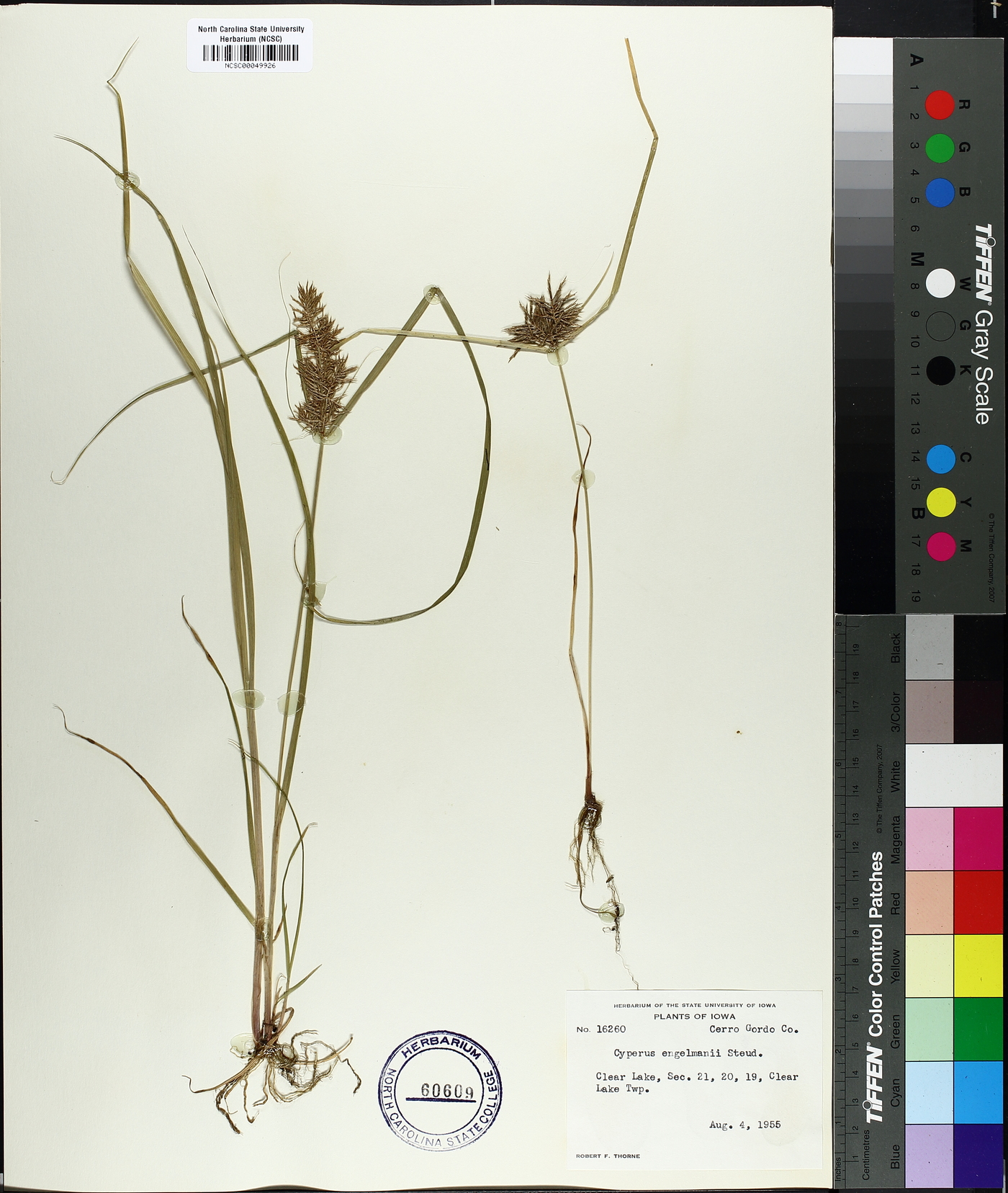 Cyperus odoratus subsp. odoratus image