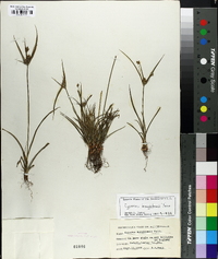 Cyperus houghtonii image