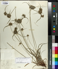 Cyperus lupulinus image