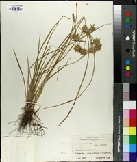 Cyperus ochraceus image