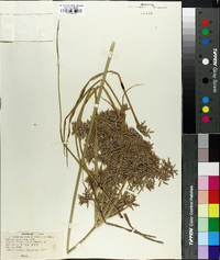 Cyperus ochraceus image