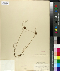 Cyperus retrorsus image