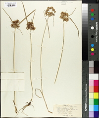 Cyperus surinamensis image