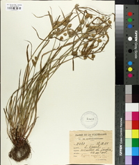 Cyperus confertus image