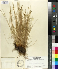 Eleocharis albida image