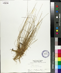 Eleocharis albida image