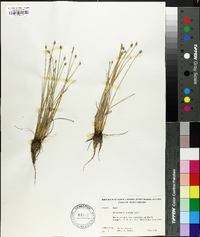 Eleocharis albida image