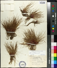 Eleocharis baldwinii image