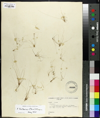 Eleocharis baldwinii image