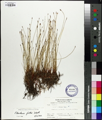 Eleocharis halophila image