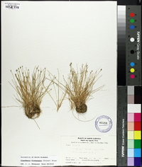 Eleocharis flavescens image