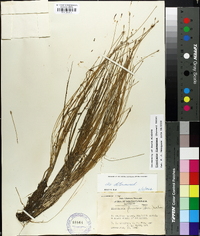 Eleocharis flavescens image