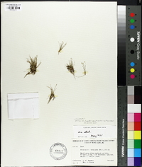 Eleocharis flavescens image