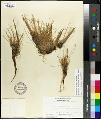 Eleocharis flavescens image