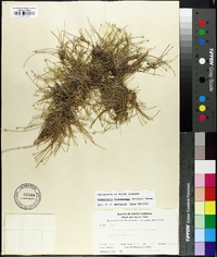 Eleocharis flavescens image