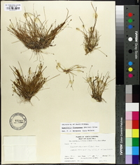 Eleocharis flavescens image