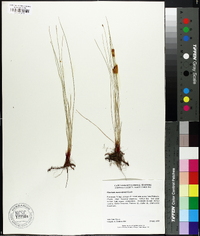 Eleocharis montevidensis image