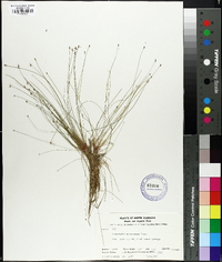 Eleocharis microcarpa image