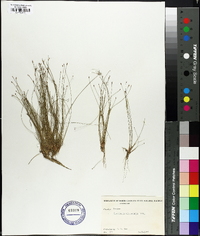 Eleocharis microcarpa image