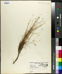 Eleocharis microcarpa image