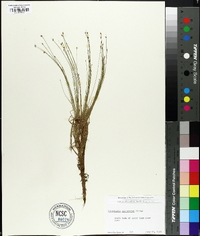 Eleocharis microcarpa image