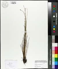 Eleocharis albida image