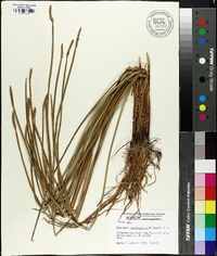 Eleocharis quadrangulata image