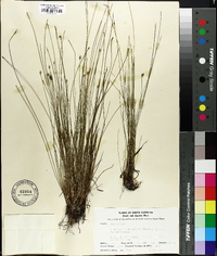 Eleocharis tuberculosa image