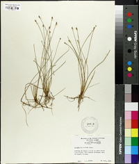 Eleocharis albida image