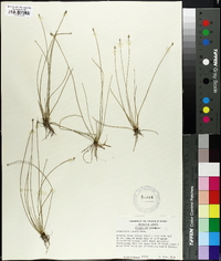 Eleocharis albida image