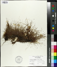 Eleocharis baldwinii image