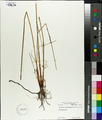 Eleocharis quadrangulata image