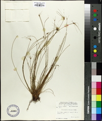 Eleocharis vivipara image