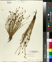 Eleocharis ovata image