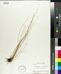 Eleocharis tenuis image