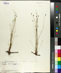 Eleocharis tenuis image