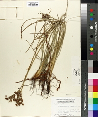 Fimbristylis caroliniana image