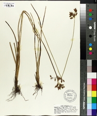 Fimbristylis caroliniana image