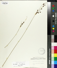 Fimbristylis castanea image