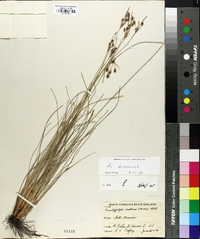 Fimbristylis castanea image