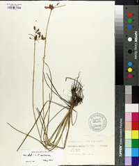 Fimbristylis castanea image